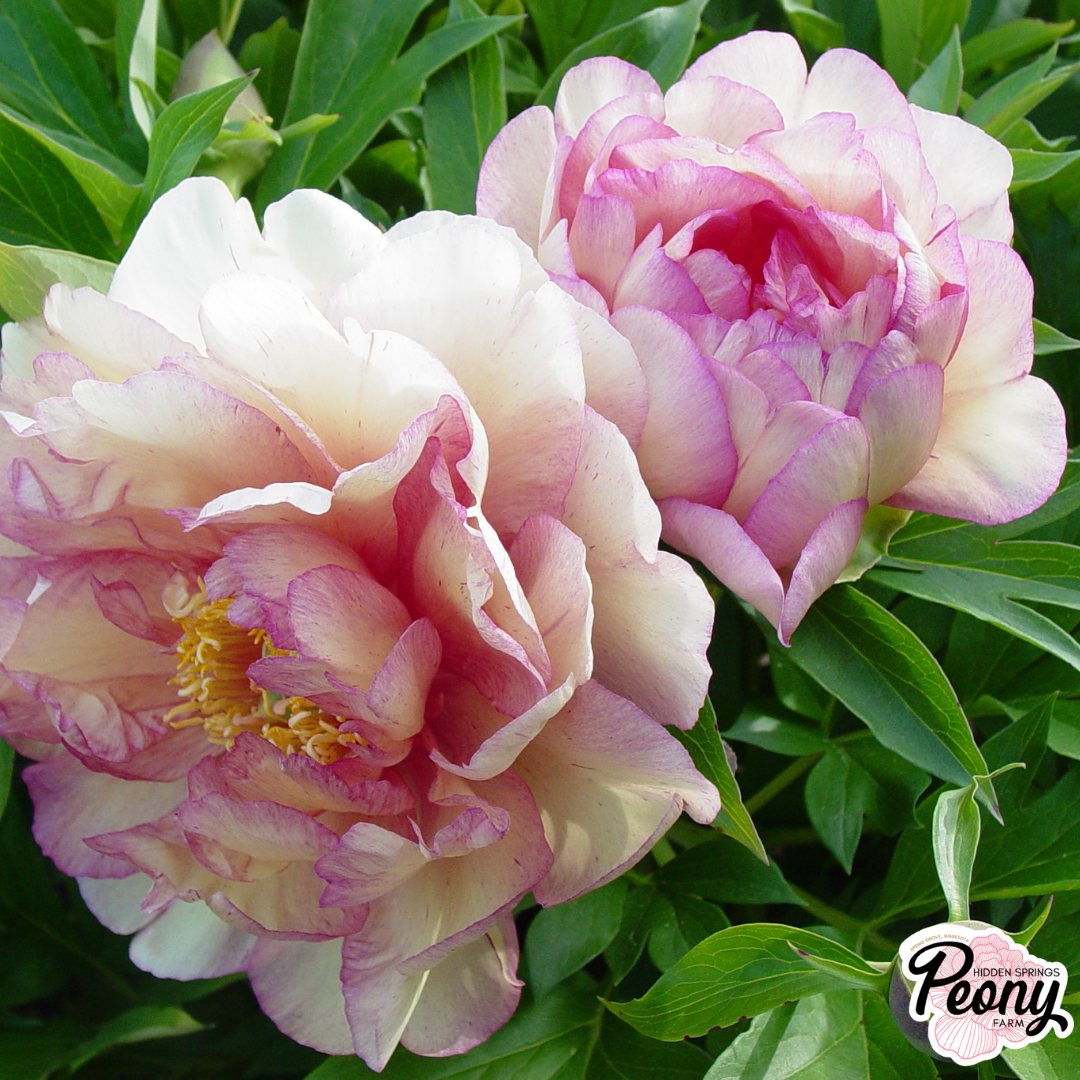 Pink Hawaiian Coral Peony — Hidden Springs Peony Farm